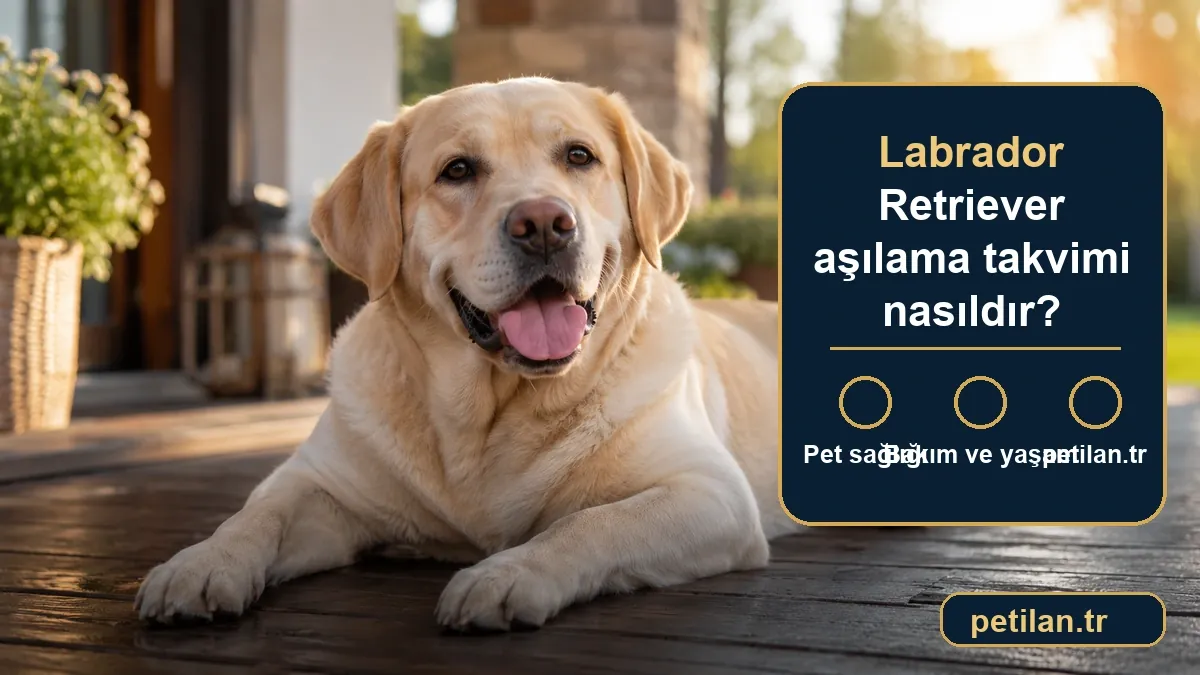 Labrador Retriever aşılama takvimi nasıldır?