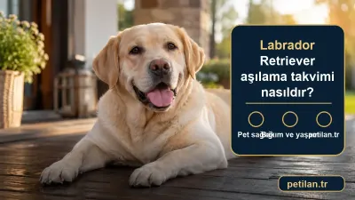 Labrador Retriever aşılama takvimi nasıldır?