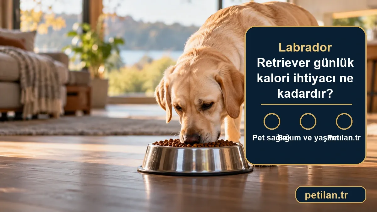 Labrador Retriever günlük kalori ihtiyacı ne kadardır?