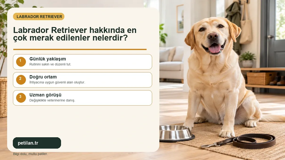 Labrador Retriever hakkında en çok merak edilenler nelerdir?