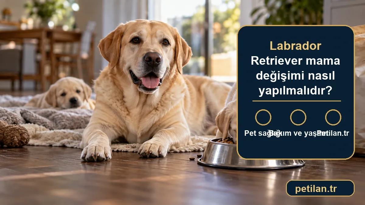 Labrador Retriever mama değişimi nasıl yapılmalıdır?