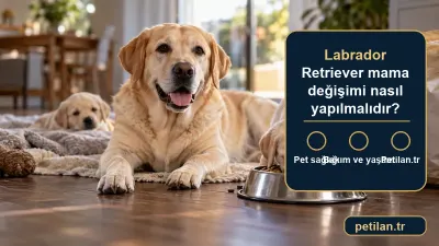 Labrador Retriever mama değişimi nasıl yapılmalıdır?