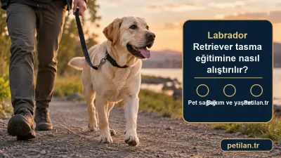 Labrador Retriever tasma eğitimine nasıl alıştırılır?