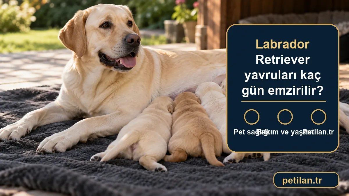 Labrador Retriever yavruları kaç gün emzirilir?