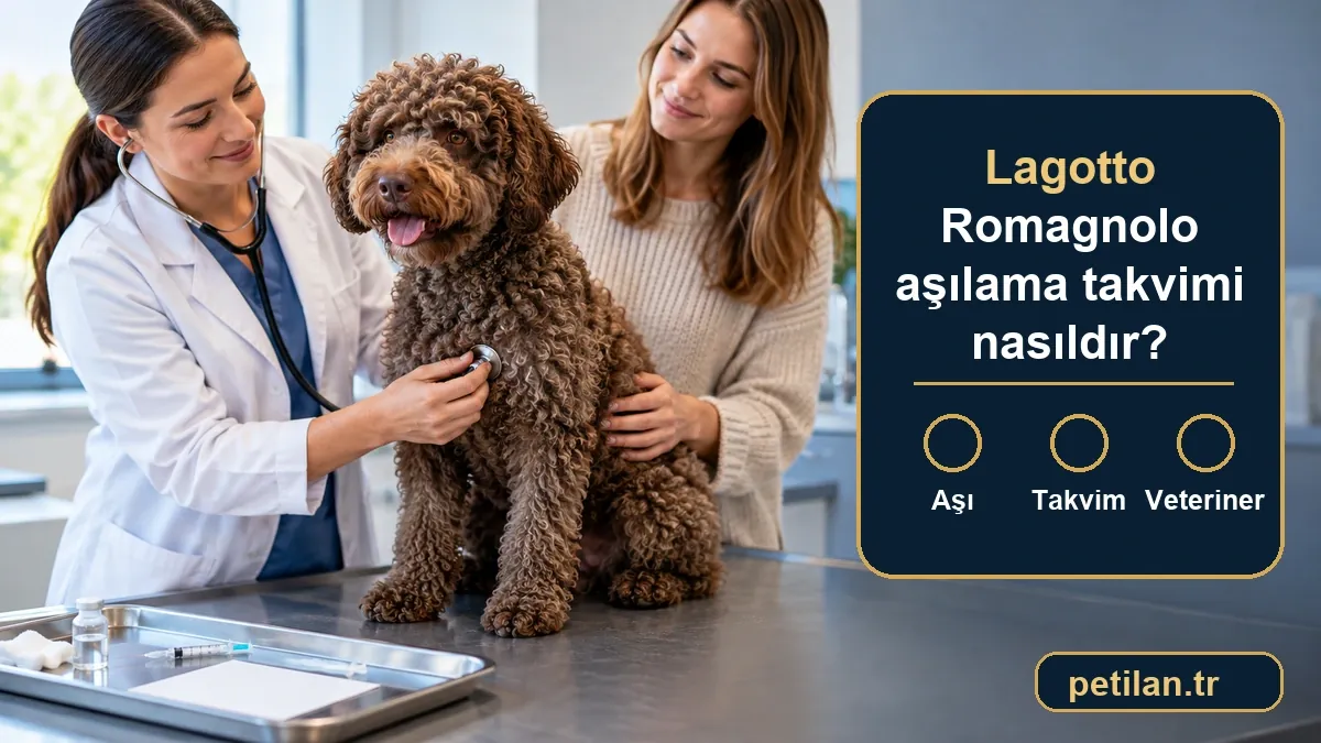 Lagotto Romagnolo aşılama takvimi nasıldır?
