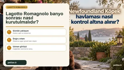 Lagotto Romagnolo banyo sonrası nasıl kurutulmalıdır?