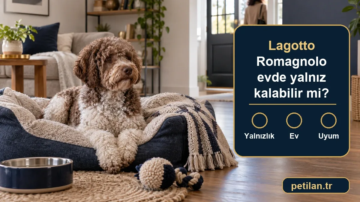 Lagotto Romagnolo evde yalnız kalabilir mi?