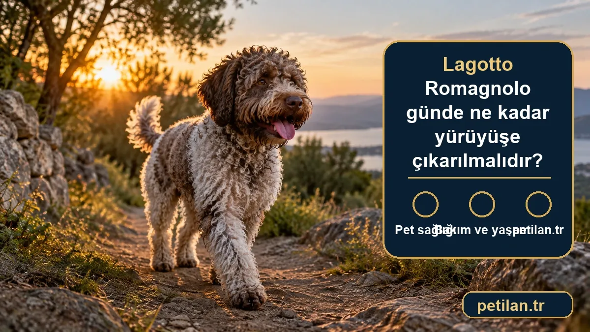 Lagotto Romagnolo günde ne kadar yürüyüşe çıkarılmalıdır?