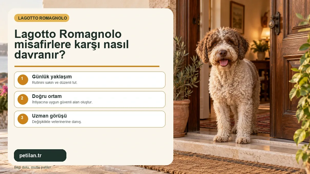 Lagotto Romagnolo misafirlere karşı nasıl davranır?