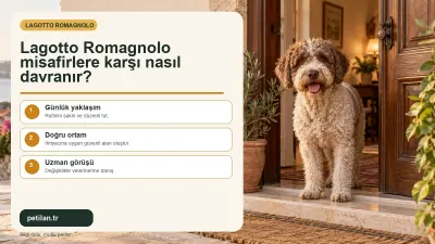 Lagotto Romagnolo misafirlere karşı nasıl davranır?