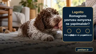 Lagotto Romagnolo yavrusu ısırıyorsa ne yapılmalıdır?