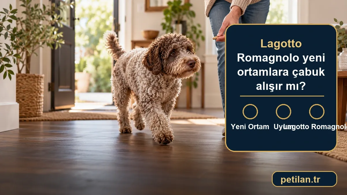 Lagotto Romagnolo yeni ortamlara çabuk alışır mı?