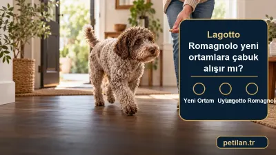Lagotto Romagnolo yeni ortamlara çabuk alışır mı?