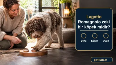 Lagotto Romagnolo zeki bir köpek midir?