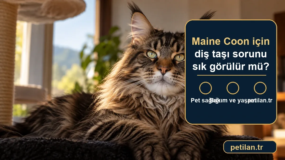 Maine Coon için diş taşı sorunu sık görülür mü?