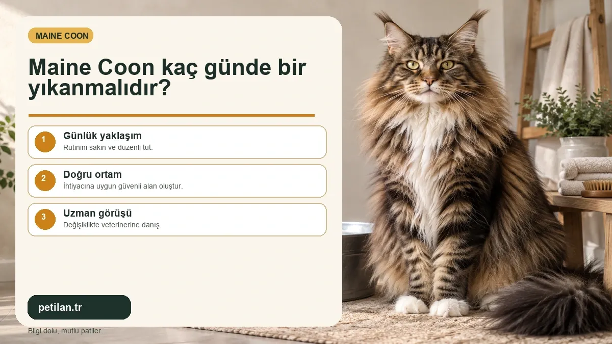 Maine Coon kaç günde bir yıkanmalıdır?