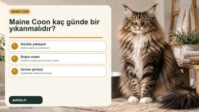 Maine Coon kaç günde bir yıkanmalıdır?