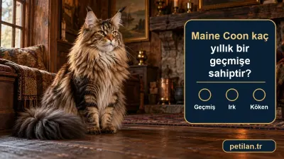 Maine Coon kaç yıllık bir geçmişe sahiptir?