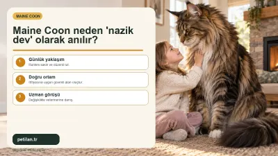 Maine Coon neden 'nazik dev' olarak anılır?