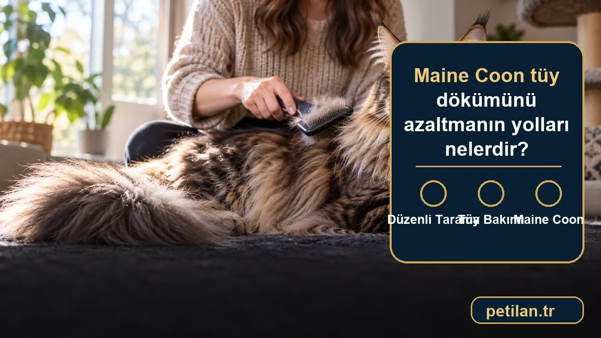 Maine Coon tüy dökümünü azaltmanın yolları nelerdir?