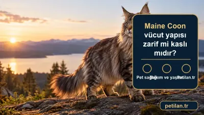 Maine Coon vücut yapısı zarif mi kaslı mıdır?