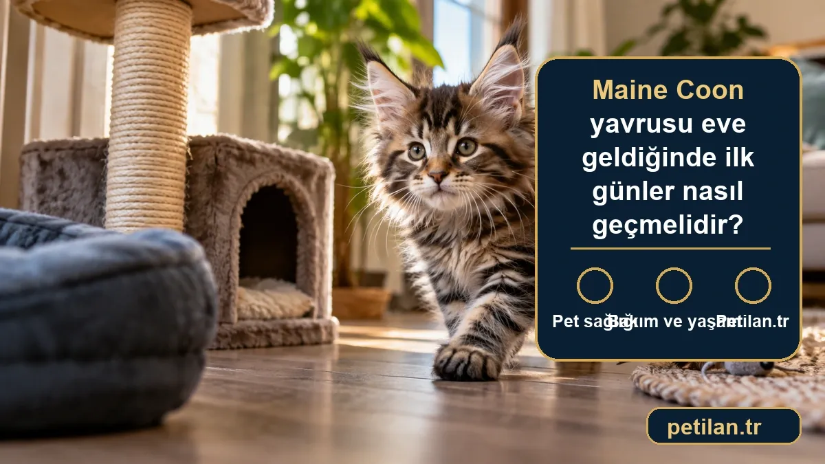 Maine Coon yavrusu eve geldiğinde ilk günler nasıl geçmelidir?
