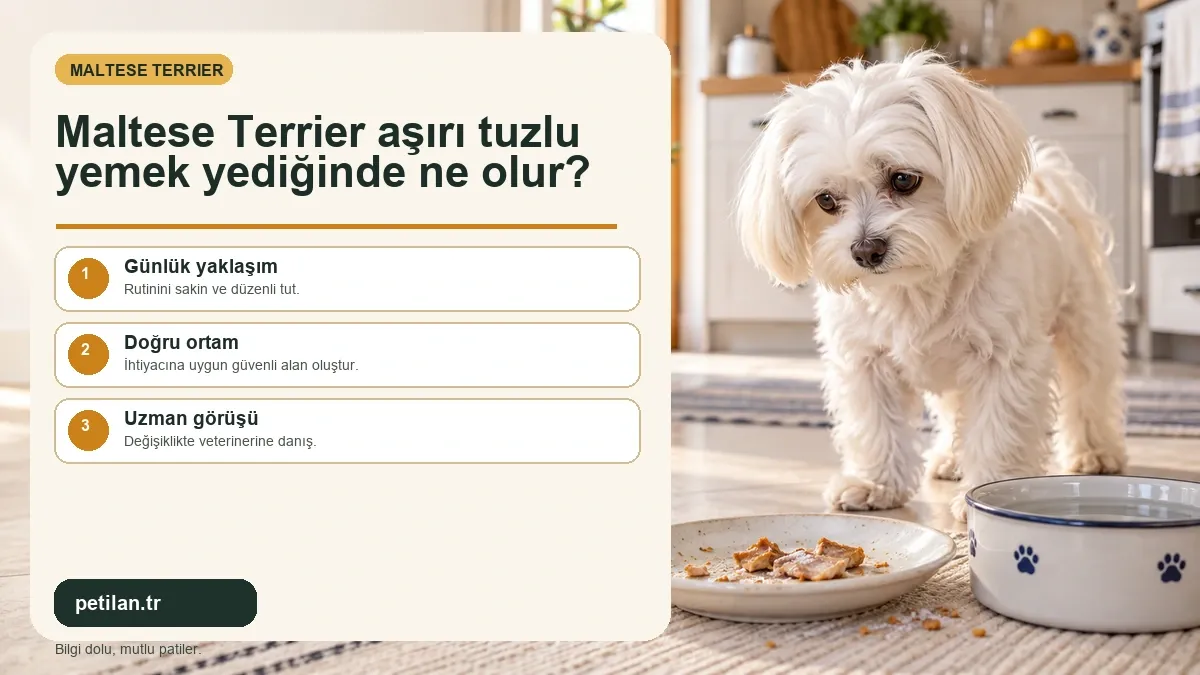 Maltese Terrier aşırı tuzlu yemek yediğinde ne olur?