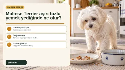 Maltese Terrier aşırı tuzlu yemek yediğinde ne olur?