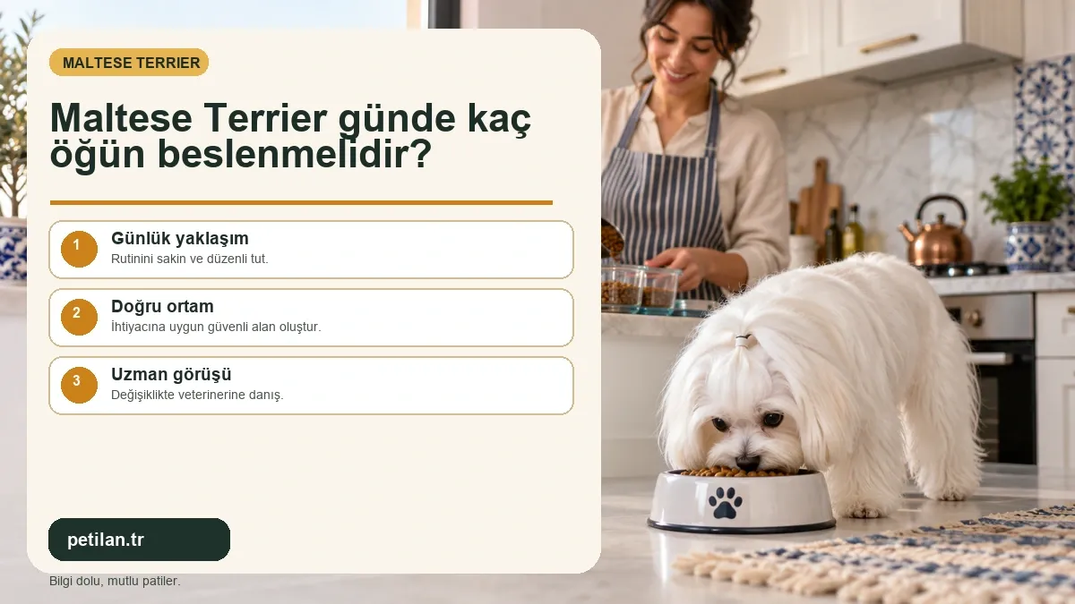 Maltese Terrier günde kaç öğün beslenmelidir?