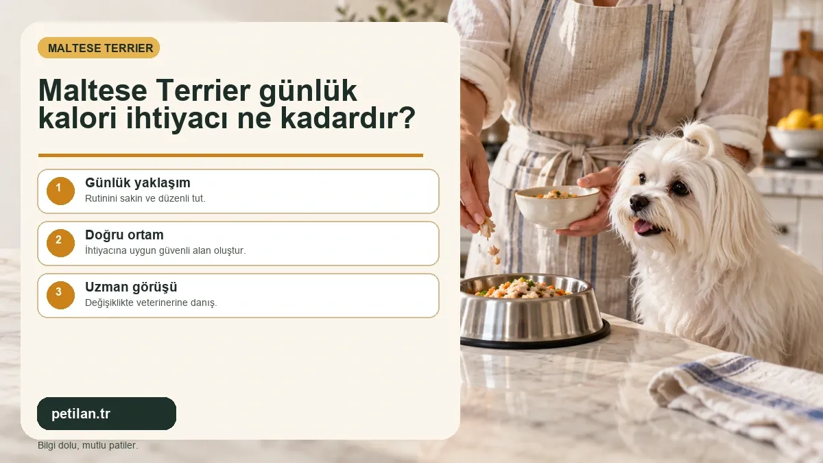 Maltese Terrier günlük kalori ihtiyacı ne kadardır?