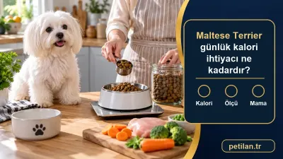 Maltese Terrier günlük kalori ihtiyacı ne kadardır?