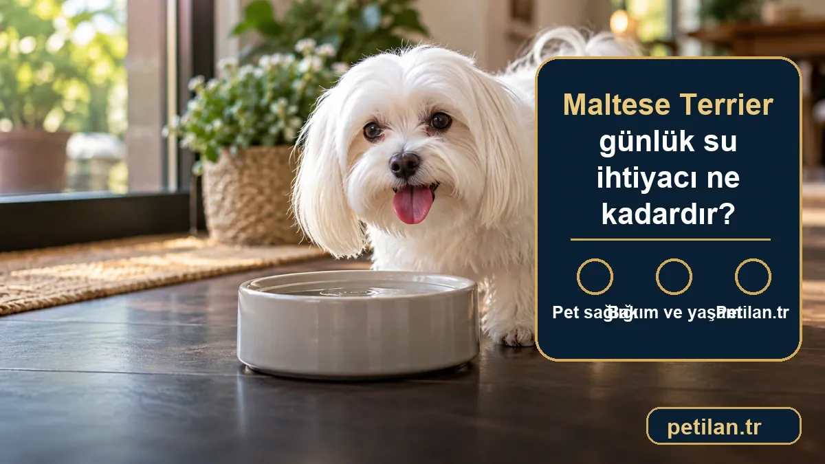 Maltese Terrier günlük su ihtiyacı ne kadardır?