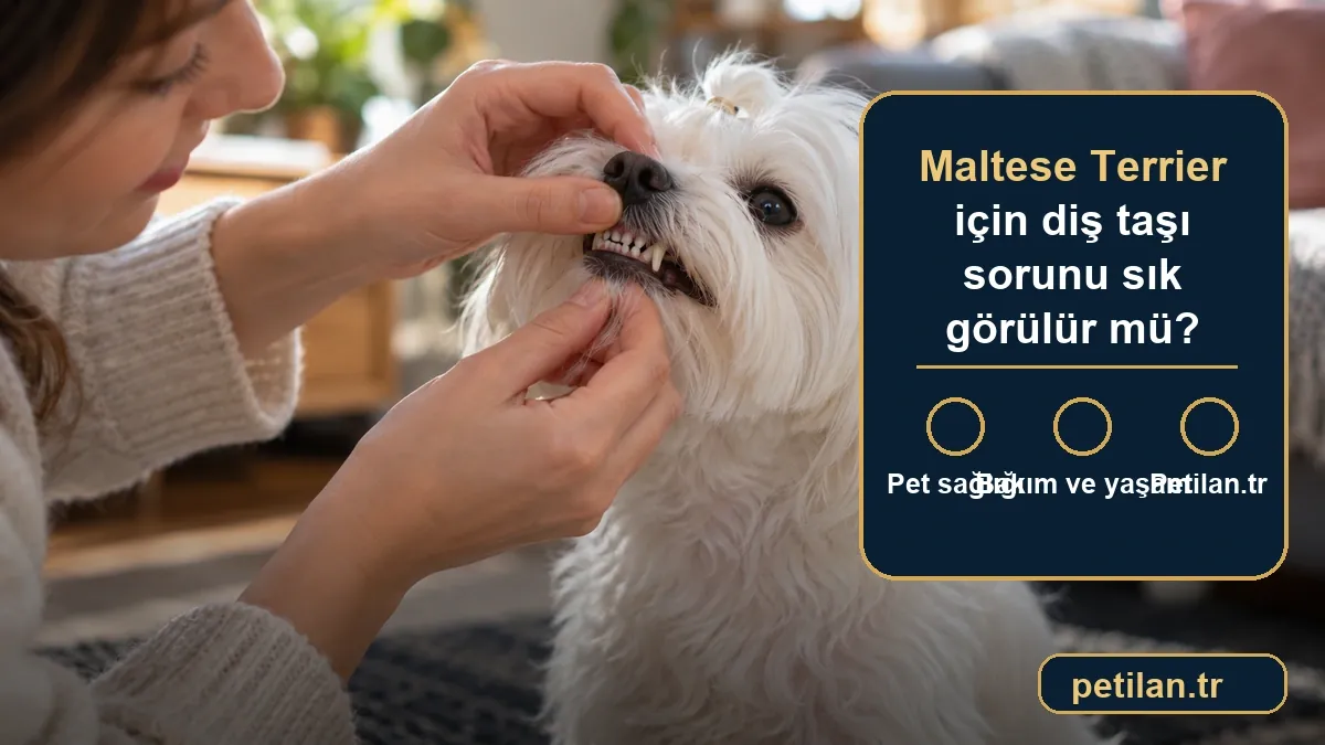 Maltese Terrier için diş taşı sorunu sık görülür mü?