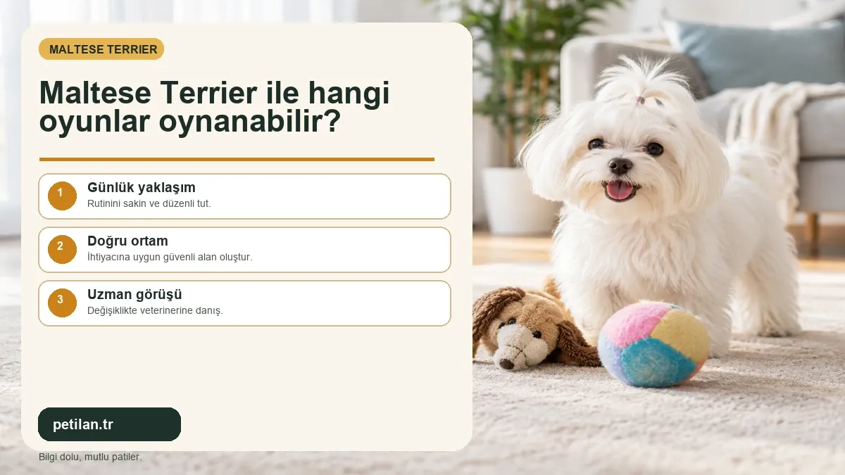 Maltese Terrier ile hangi oyunlar oynanabilir?