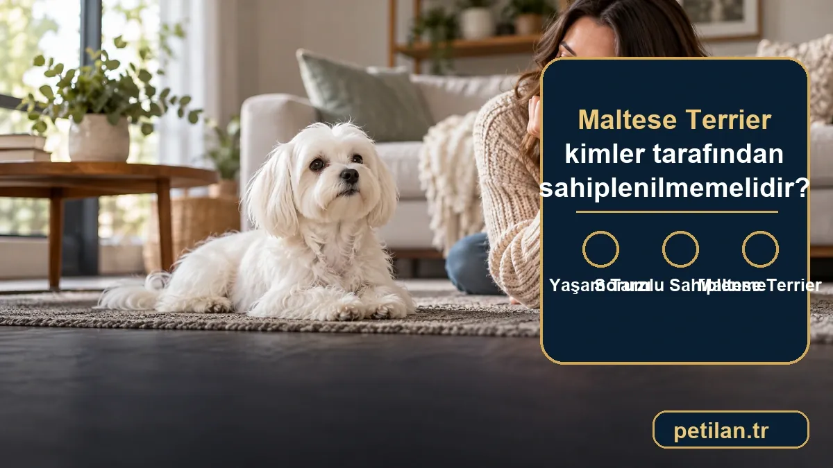 Maltese Terrier kimler tarafından sahiplenilmemelidir?