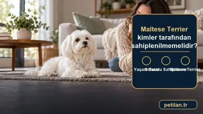Maltese Terrier kimler tarafından sahiplenilmemelidir?