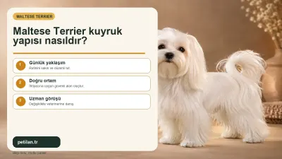 Maltese Terrier kuyruk yapısı nasıldır?