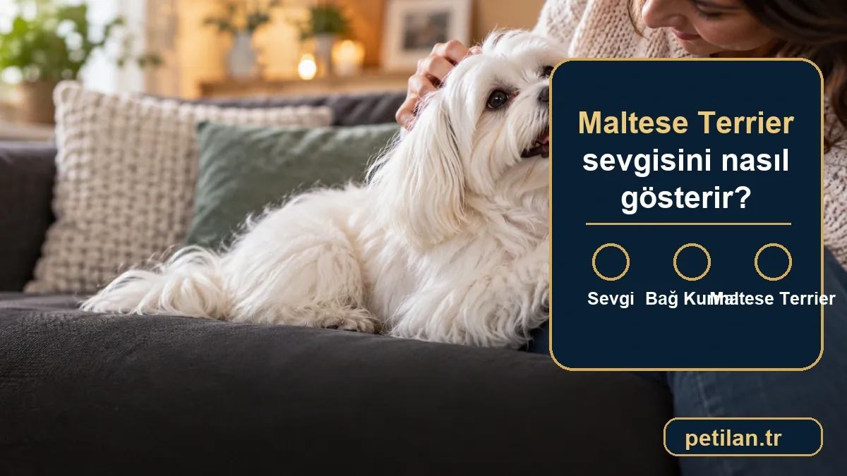 Maltese Terrier sevgisini nasıl gösterir?