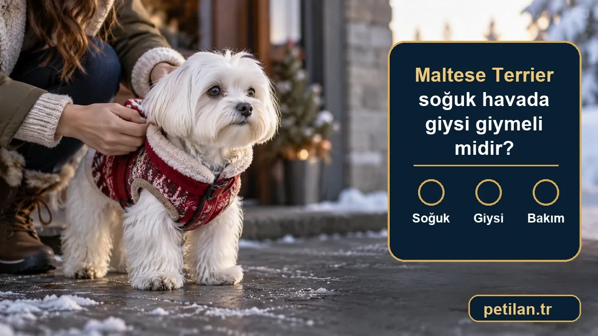 Maltese Terrier soğuk havada giysi giymeli midir?
