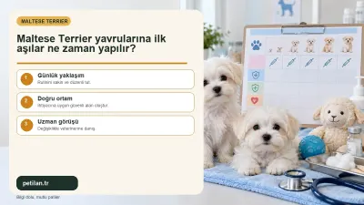 Maltese Terrier yavrularına ilk aşılar ne zaman yapılır?