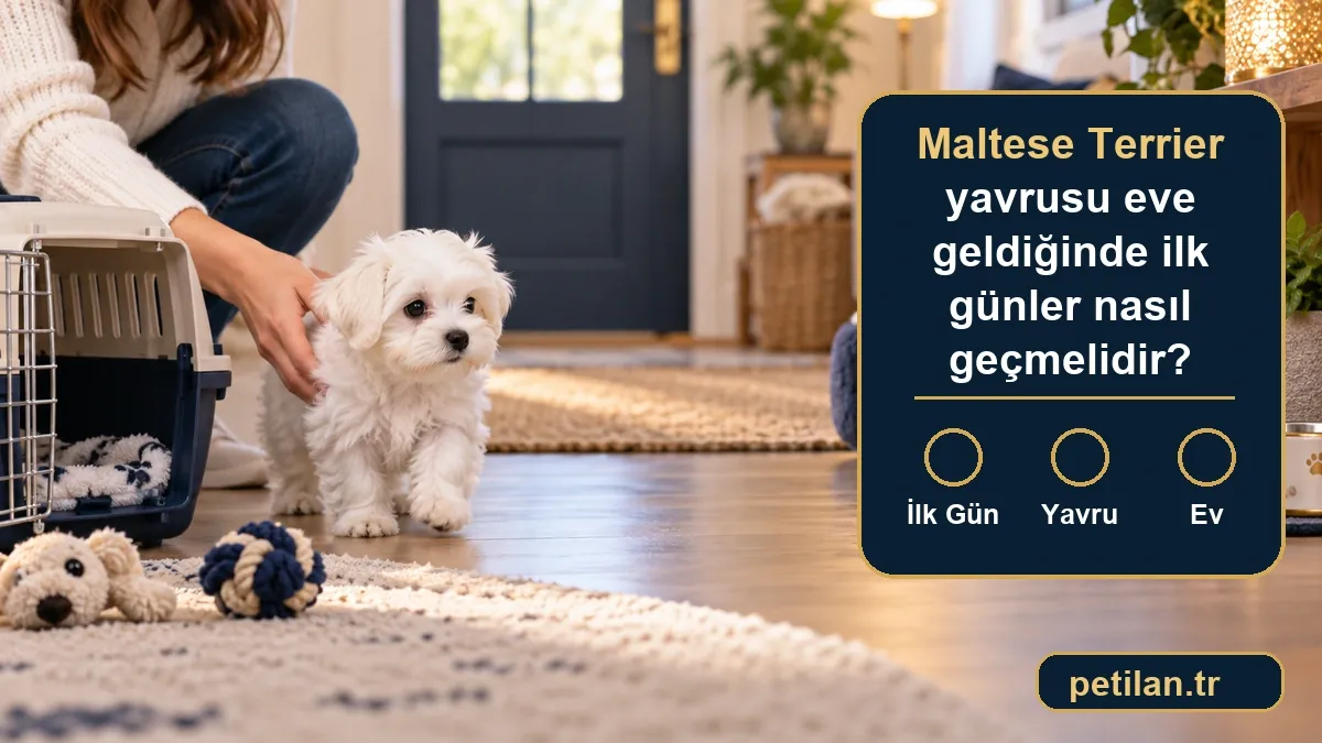 Maltese Terrier yavrusu eve geldiğinde ilk günler nasıl geçmelidir?