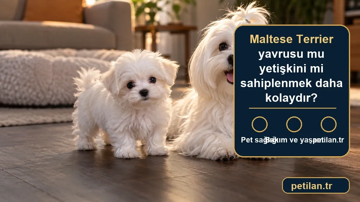 Maltese Terrier yavrusu mu yetişkini mi sahiplenmek daha kolaydır?