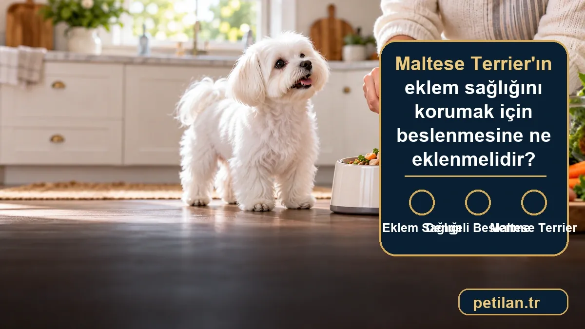Maltese Terrier'ın eklem sağlığını korumak için beslenmesine ne eklenmelidir?