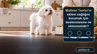 Maltese Terrier'ın eklem sağlığını korumak için beslenmesine ne eklenmelidir?