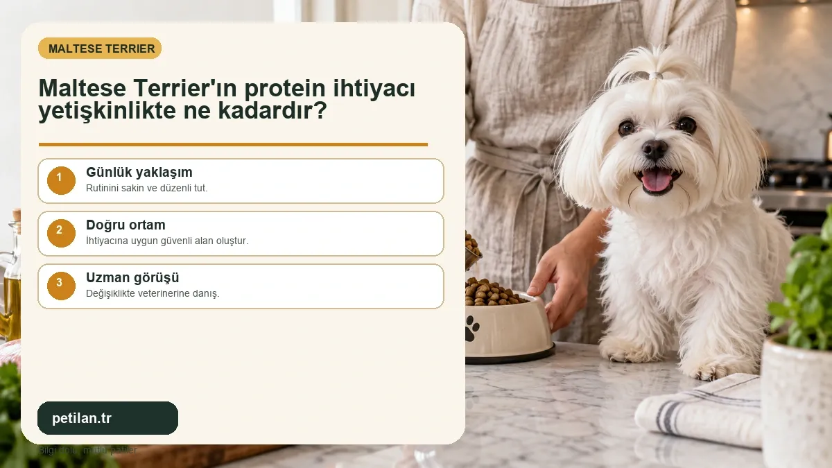 Maltese Terrier'ın protein ihtiyacı yetişkinlikte ne kadardır?