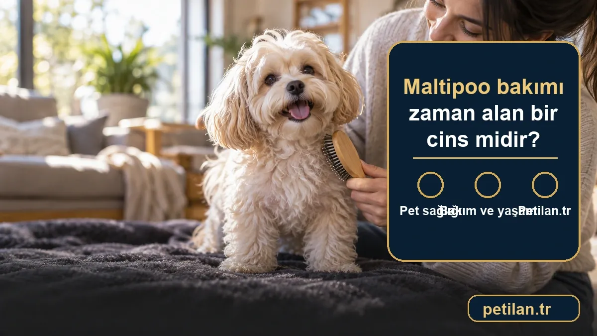 Maltipoo bakımı zaman alan bir cins midir?