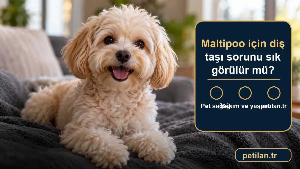 Maltipoo için diş taşı sorunu sık görülür mü?
