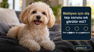 Maltipoo için diş taşı sorunu sık görülür mü?