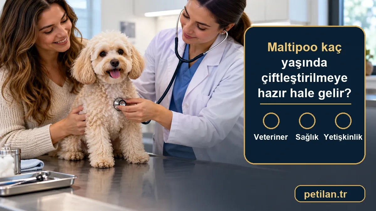 Maltipoo kaç yaşında çiftleştirilmeye hazır hale gelir?