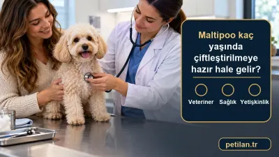 Maltipoo kaç yaşında çiftleştirilmeye hazır hale gelir?